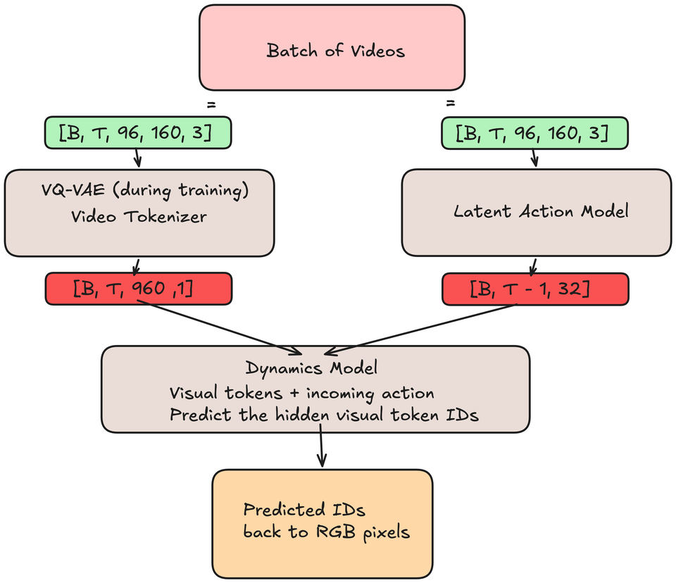 The same batch of videos, shape B by T by 96 by 160 by 3, feeds two models in parallel. The VQ-VAE video tokenizer produces B by T by 960 token IDs; the latent action model produces B by T minus 1 by 32 action vectors. Both feed the dynamics model, which takes visual tokens plus the incoming action and predicts the hidden visual token IDs. Those predicted IDs go back to RGB pixels.